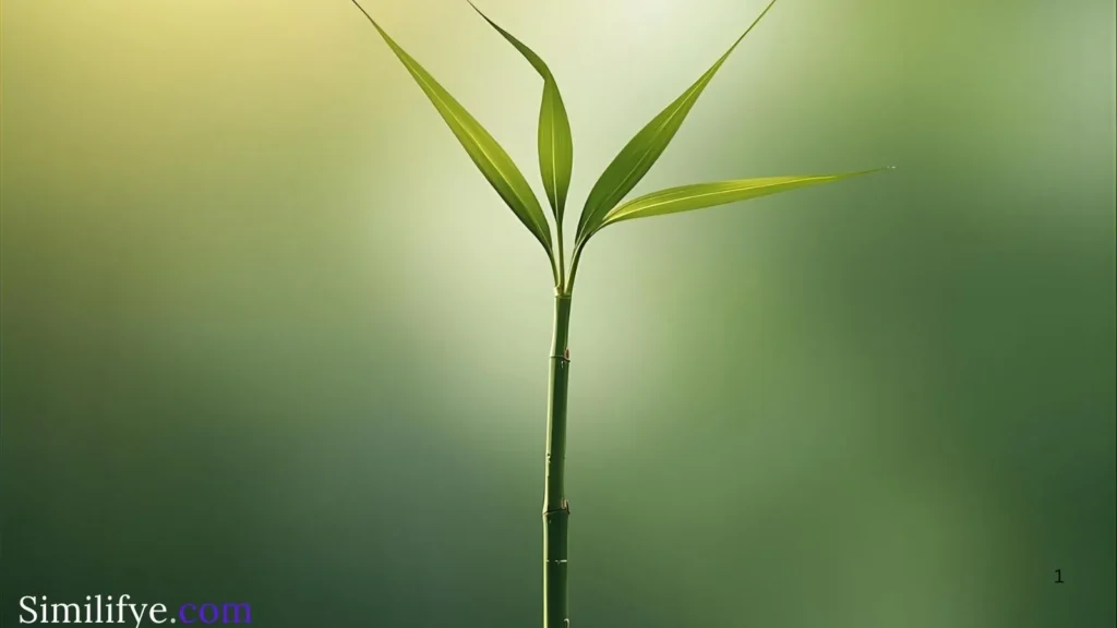 Bamboo Symbolism Philippines