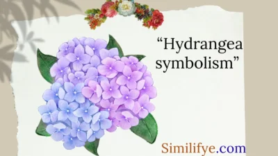 Hydrangea Symbolism