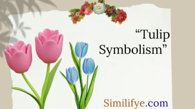 Tulip Symbolism