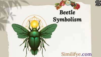 Beetle Symbolism