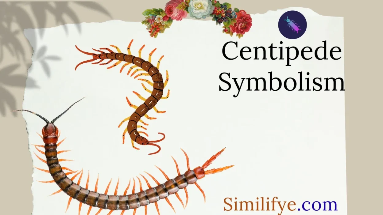 Centipede Symbolism