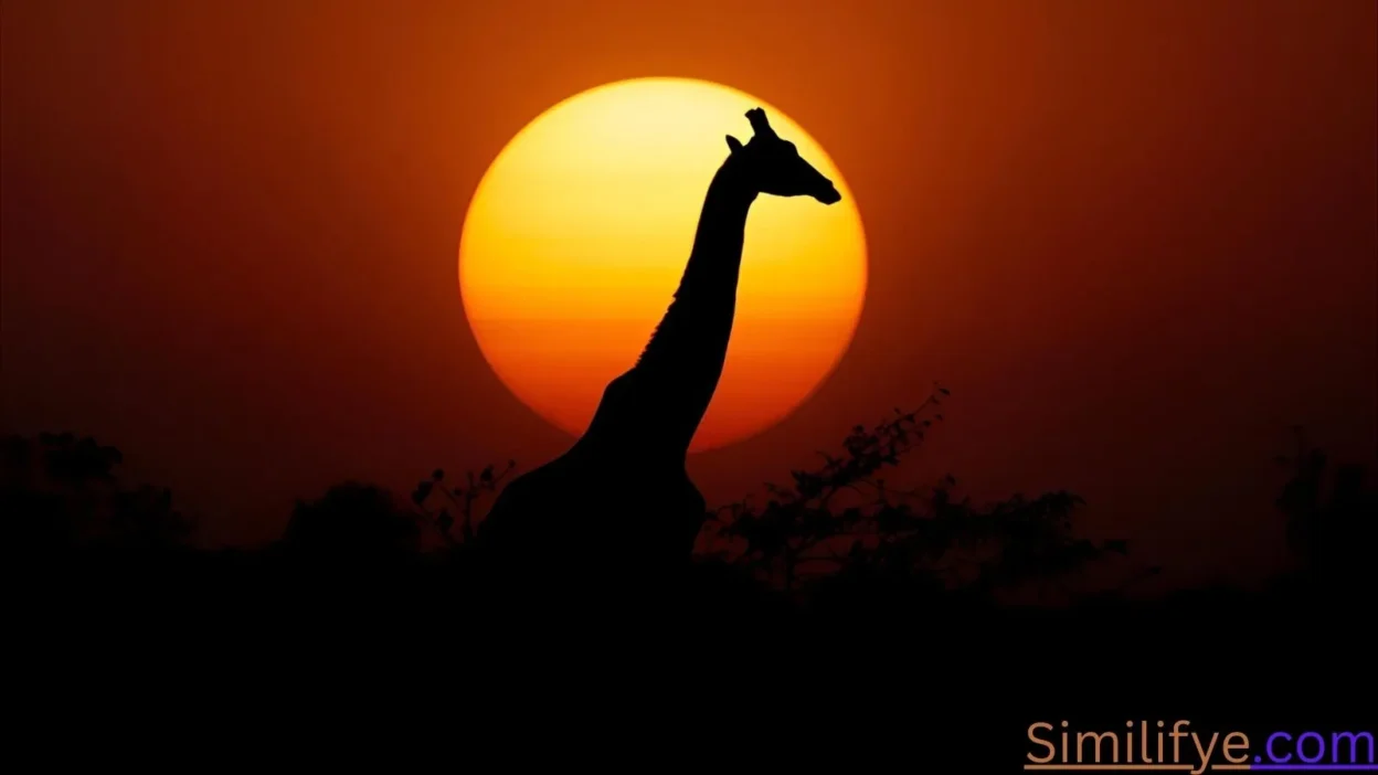 Giraffe Symbolism