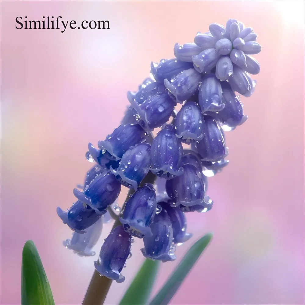 Grape Hyacinth Symbolism