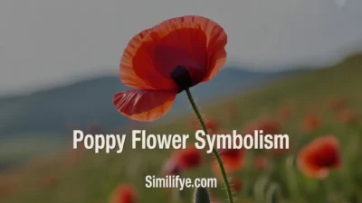 Poppy Flower Symbolism
