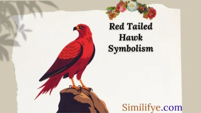 Red Tailed Hawk Symbolism