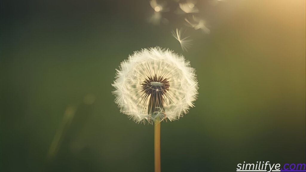 White Dandelion Symbolism