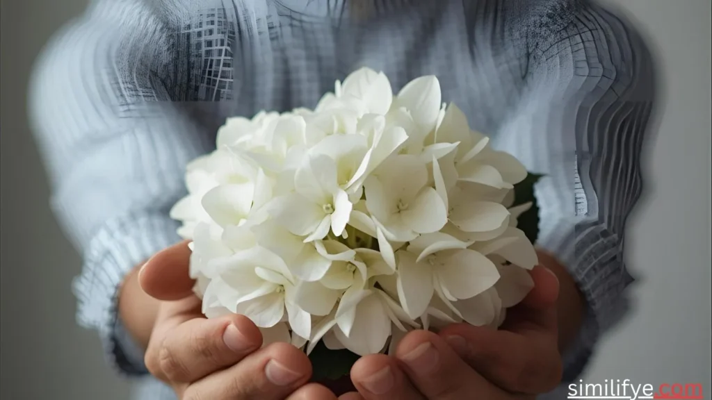 White Hydrangea Symbolism
