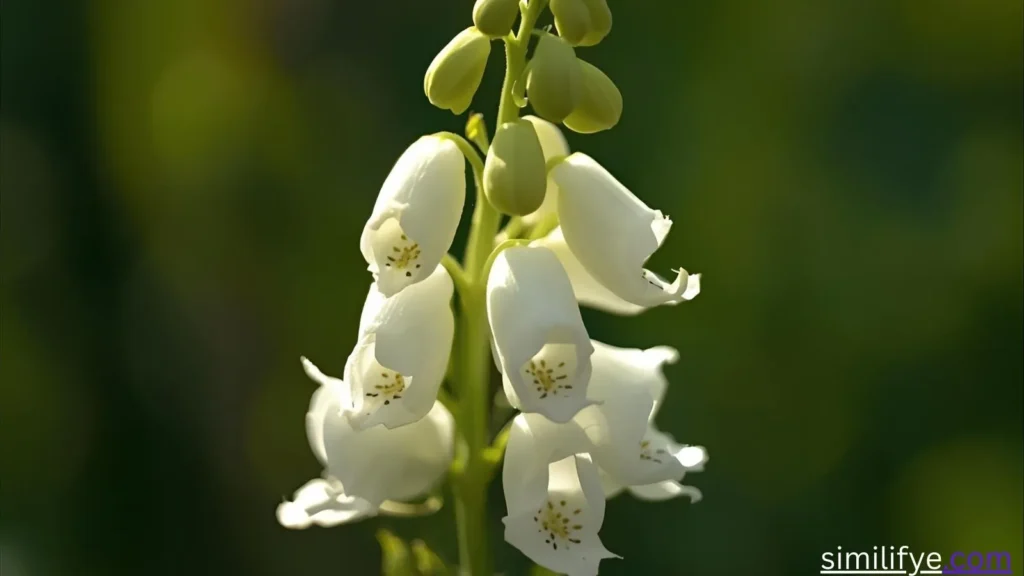 White Snapdragon Symbolism