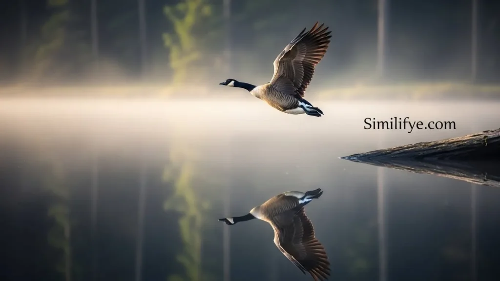 Canadian Goose Symbolism